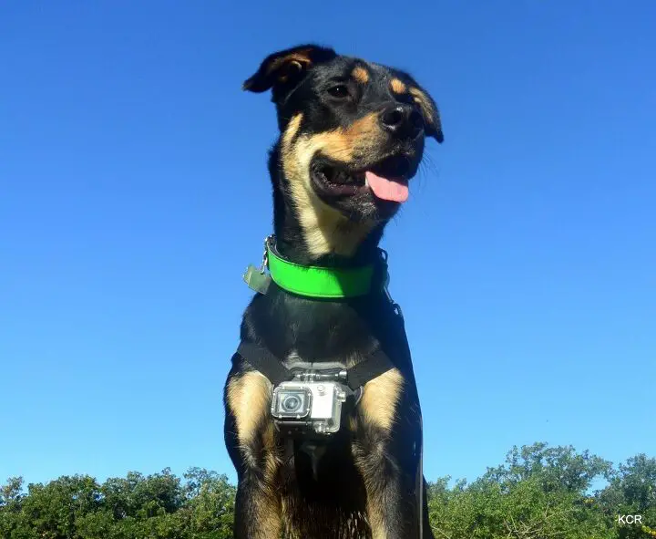 product review gopro fetch dog harness video