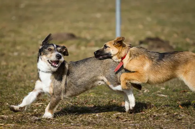 preparing for your pups first day of doggy daycare