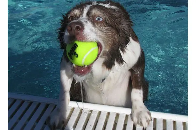 bo swims away as this weeks wet wednesday weekly winner