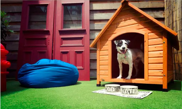 top 7 luxe pet friendly hotels where posh pooches can get away from it