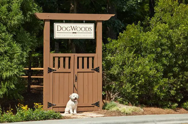 top 7 luxe pet friendly hotels where posh pooches can get away from it