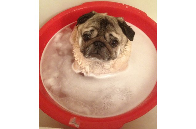 rub a dub dub a pug in a tub is this weeks wet wednesday winner