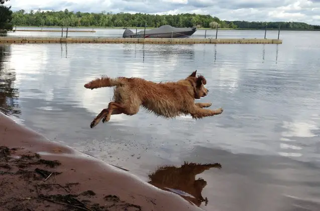 belly flop flynn makes a splash as this weeks wet wednesday winner