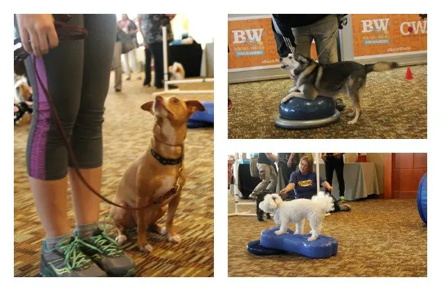 a blast at barkworld barks and meows abound at pet blogger conference