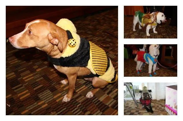 a blast at barkworld barks and meows abound at pet blogger conference