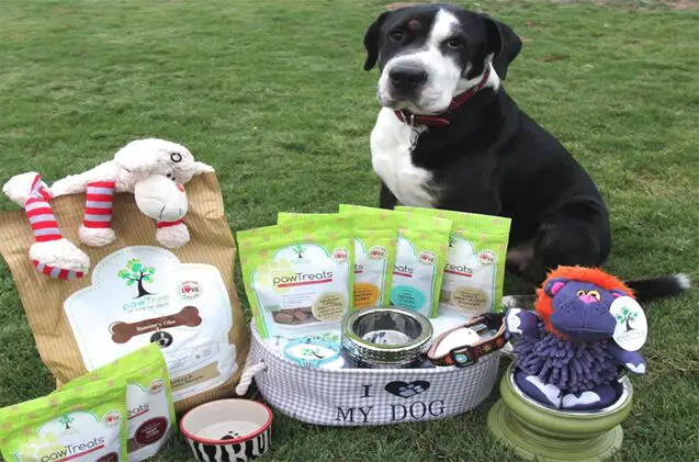 customized dog food from pawtree has your dogs name all over it