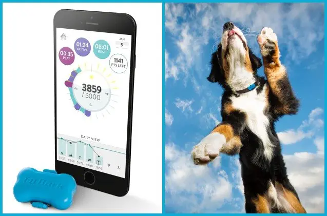 top 10 tech accessories to help fido get fit