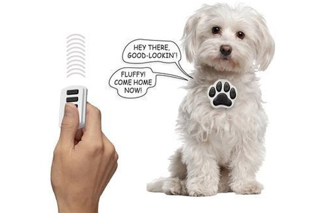 top 10 super fly pet products from skymall