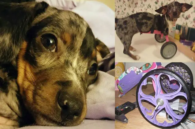 weiner on wheels two legged dachshund gets 3d printed wheelchair vid