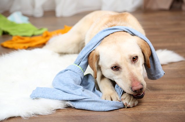 cant keep up tidy tips for a clean and organized multiple dog home