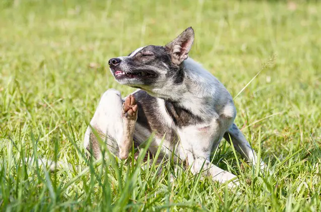 the buzz about how mosquitoes can sabotage your dogs health