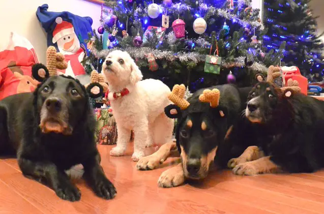 the hairy dogfathers dogs present christmas gift ideas for your