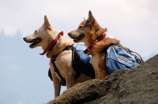 hiking hounds why hiking backpacks for dogs help lighten the load