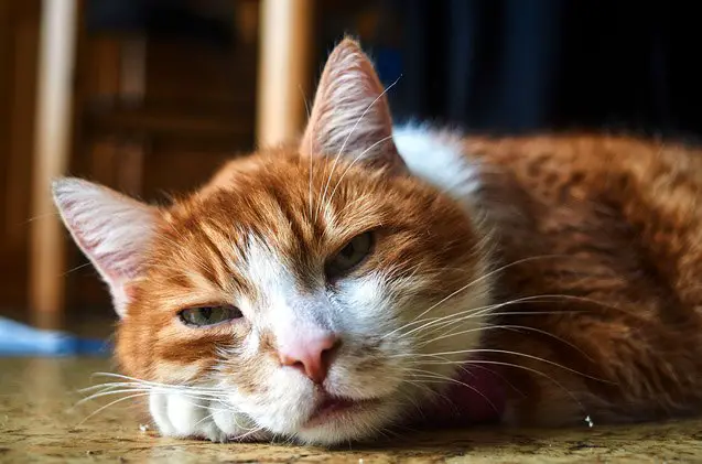 feline health symptoms you shouldnt ignore