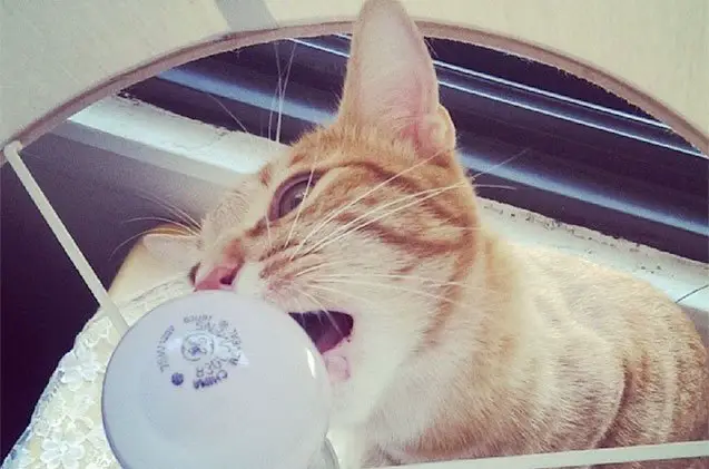 9 bizarre things cats love to lick