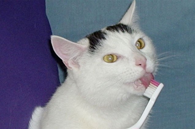 9 bizarre things cats love to lick