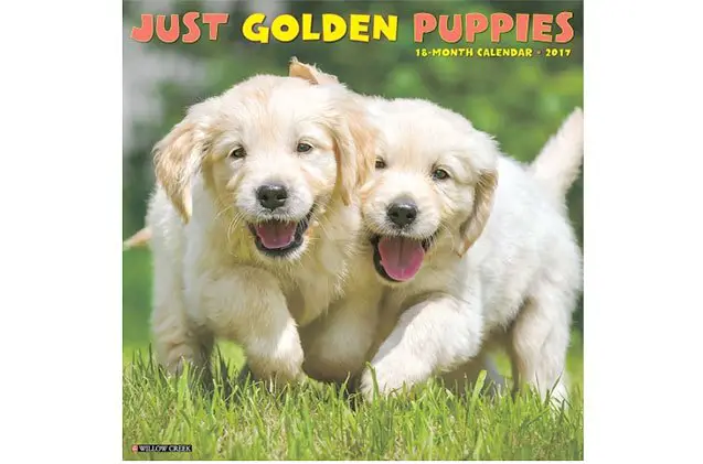 best gilded golden retriever gifts