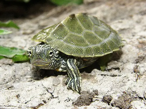 cagles map turtle