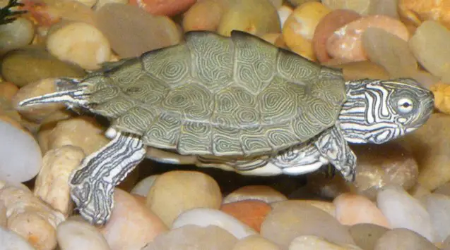 cagles map turtle