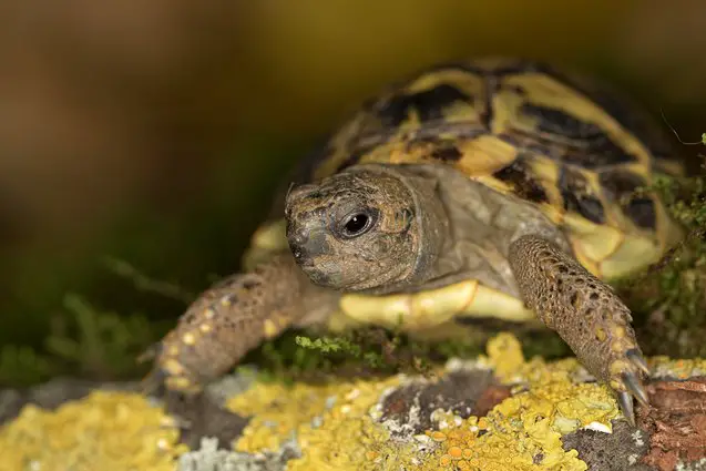 hermanns tortoise