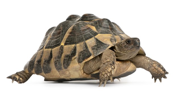 hermanns tortoise