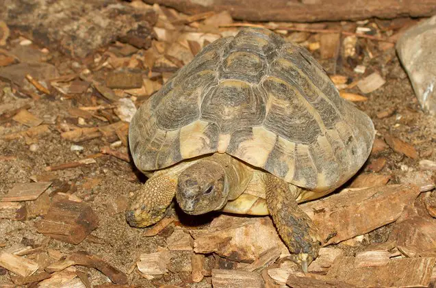 hermanns tortoise