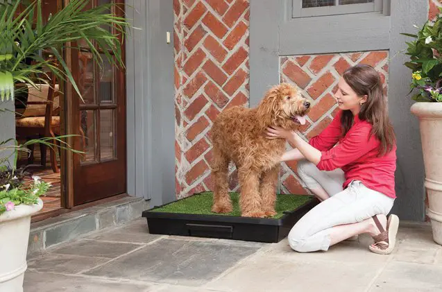 petsafes petloo makes potty breaks easy