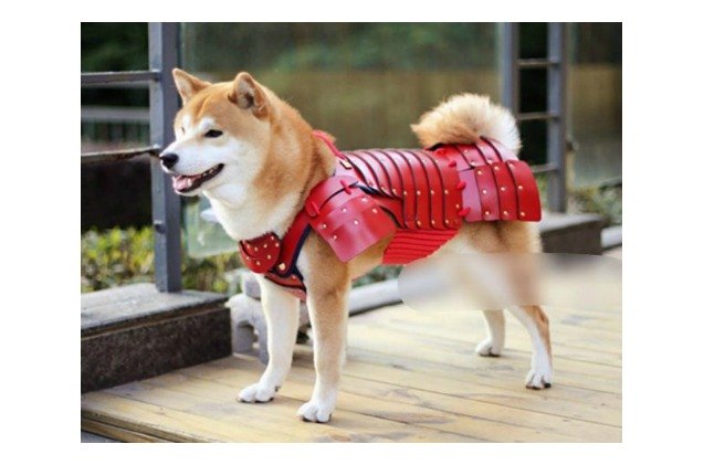 make sure your pet is kung fu ready with warrior samurai armor