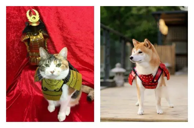 make sure your pet is kung fu ready with warrior samurai armor