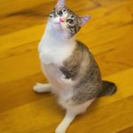 5 inspiring special needs cats