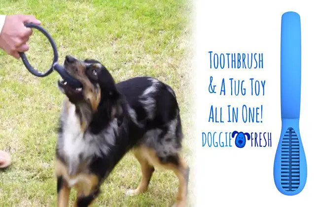 keep your poochs teeth pearly white with the doggie fresh tug toy t