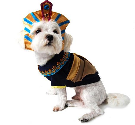 15 dastardly dog costumes for a spooktacular halloween