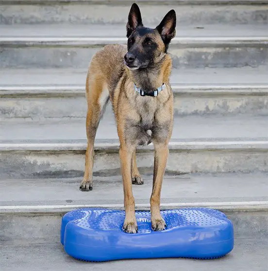 7 gifts for people who love dog training