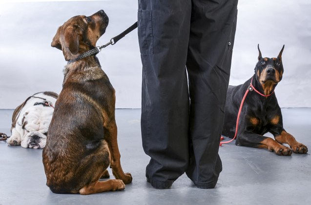 7 gifts for people who love dog training