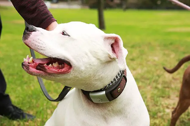 this incredible kickstarter smart collar tracks your dogs health