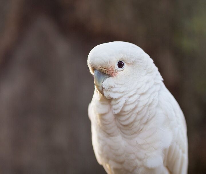 goffins cockatoo