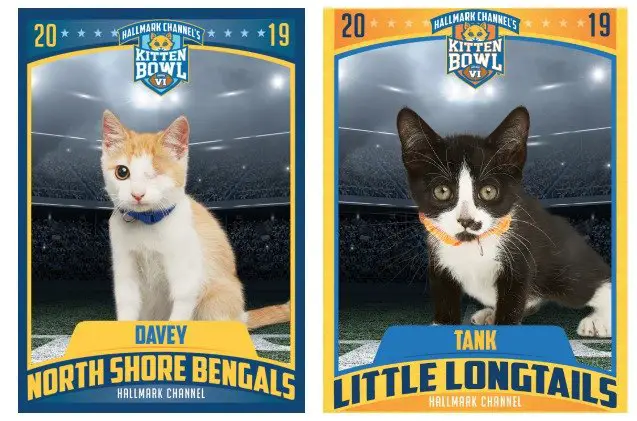 hallmark channels kitten bowl vi here are your champs