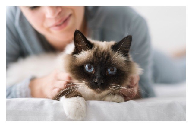 study cats personalities may be mirrors of their human parents