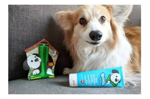 top 17 st patricks day gifts for dogs