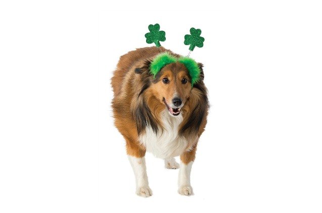 top 17 st patricks day gifts for dogs