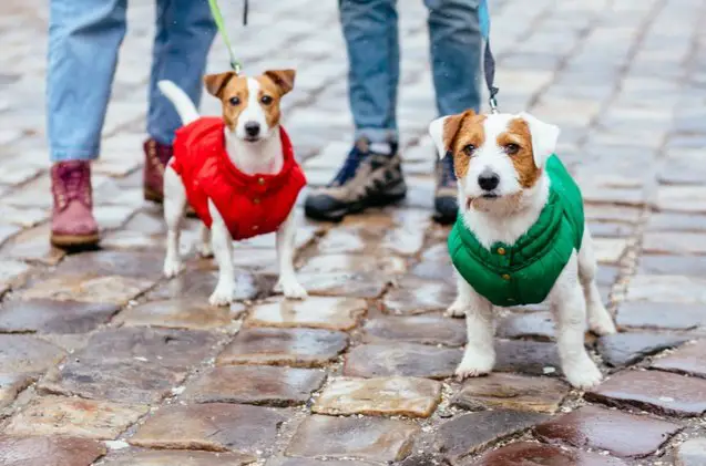 top 10 best winter jackets for dogs