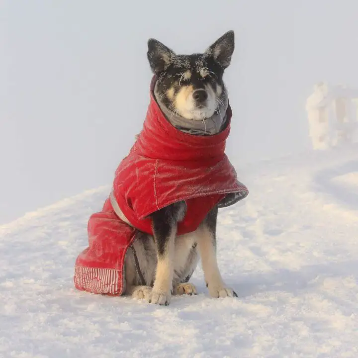 top 10 best winter jackets for dogs