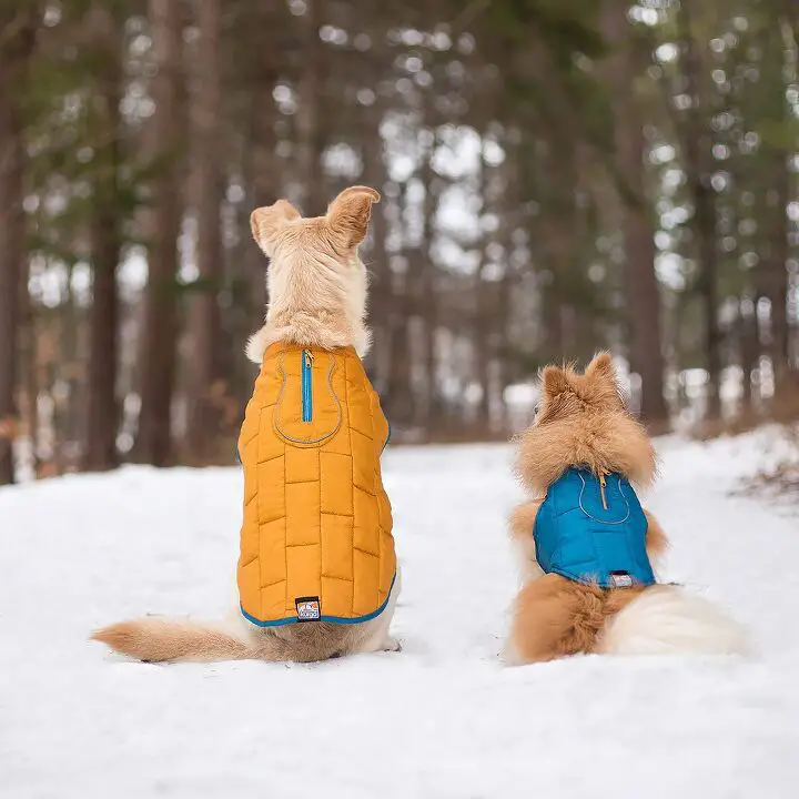 top 10 best winter jackets for dogs