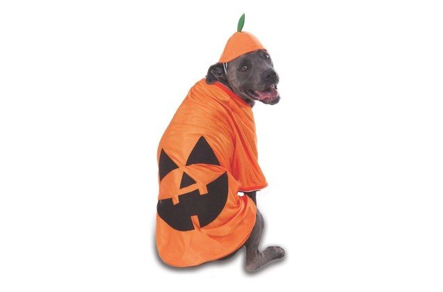 pumpkin spice pet essentials for a perfect fall