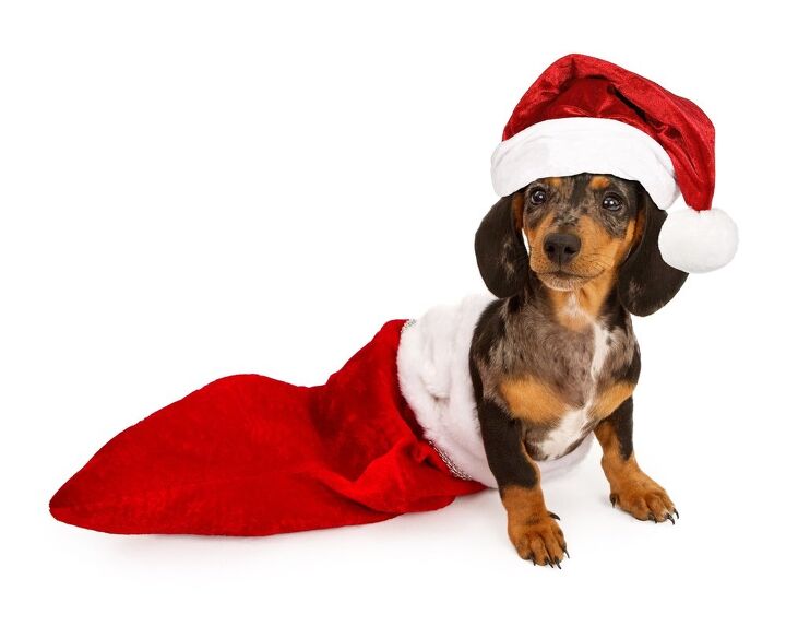 10 pawesome stocking stuffers