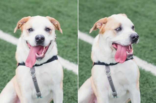 adoptable dog of the week sammy