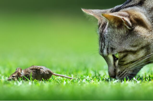 us company launches mouse meat cat food for finicky felines, Etienne Outram Shutterstock