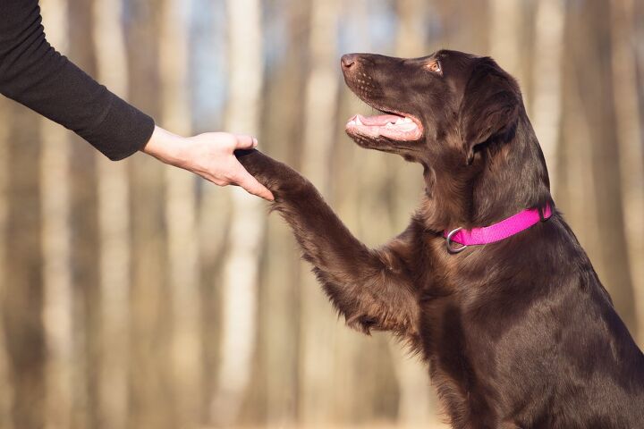 when you should start training your rescue dog, otsphoto Shutterstock